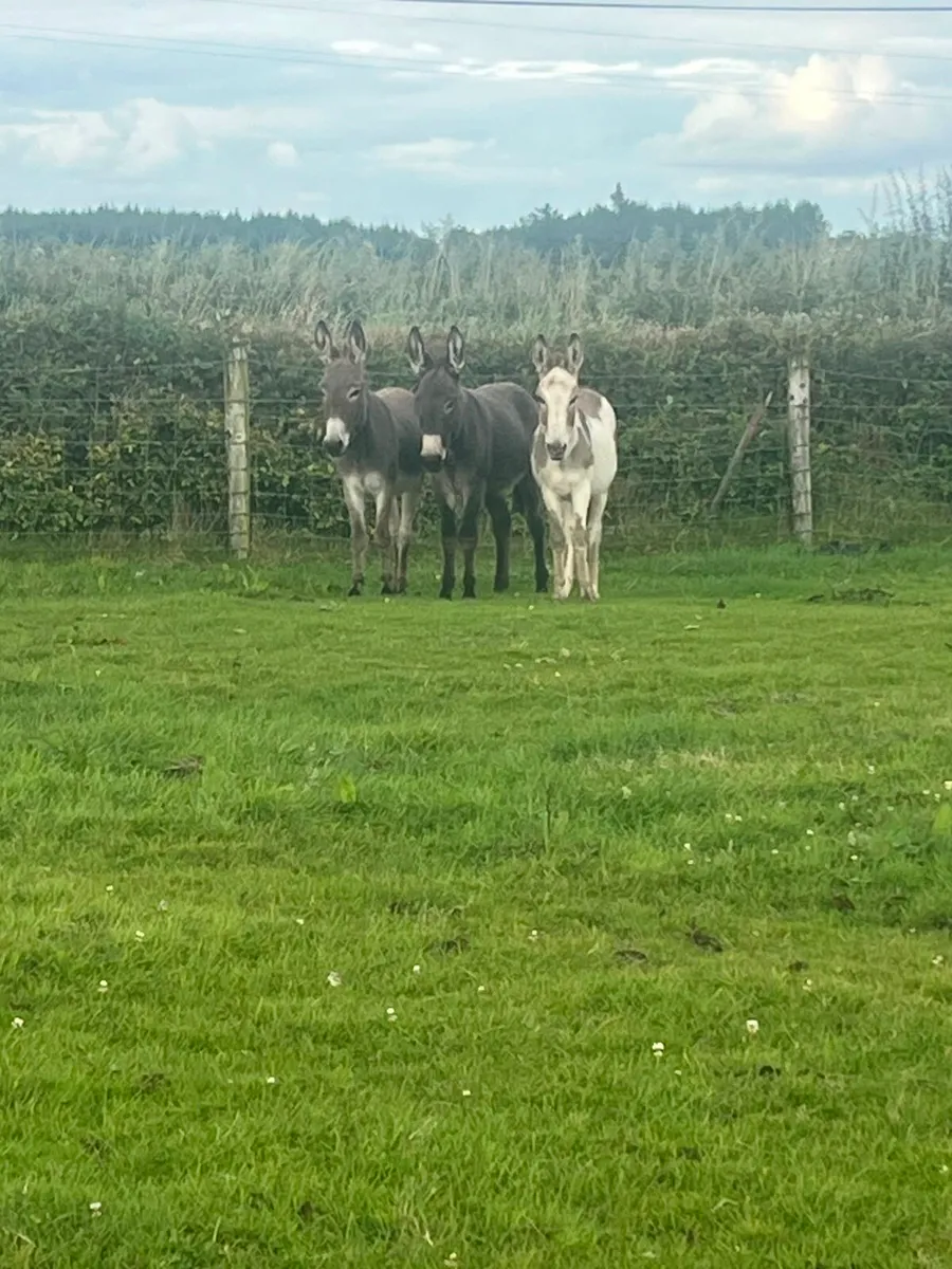 Female donkeys - Image 1