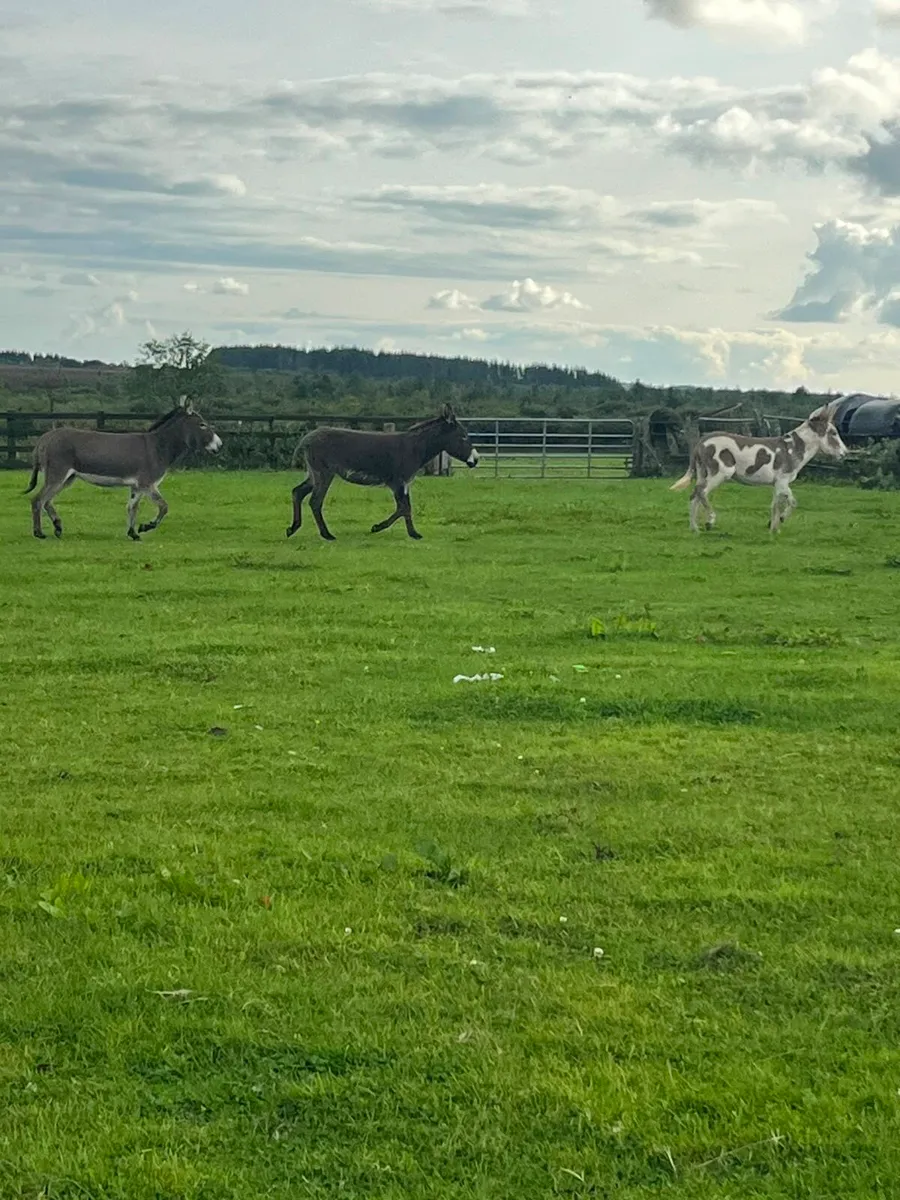 Female donkeys - Image 2