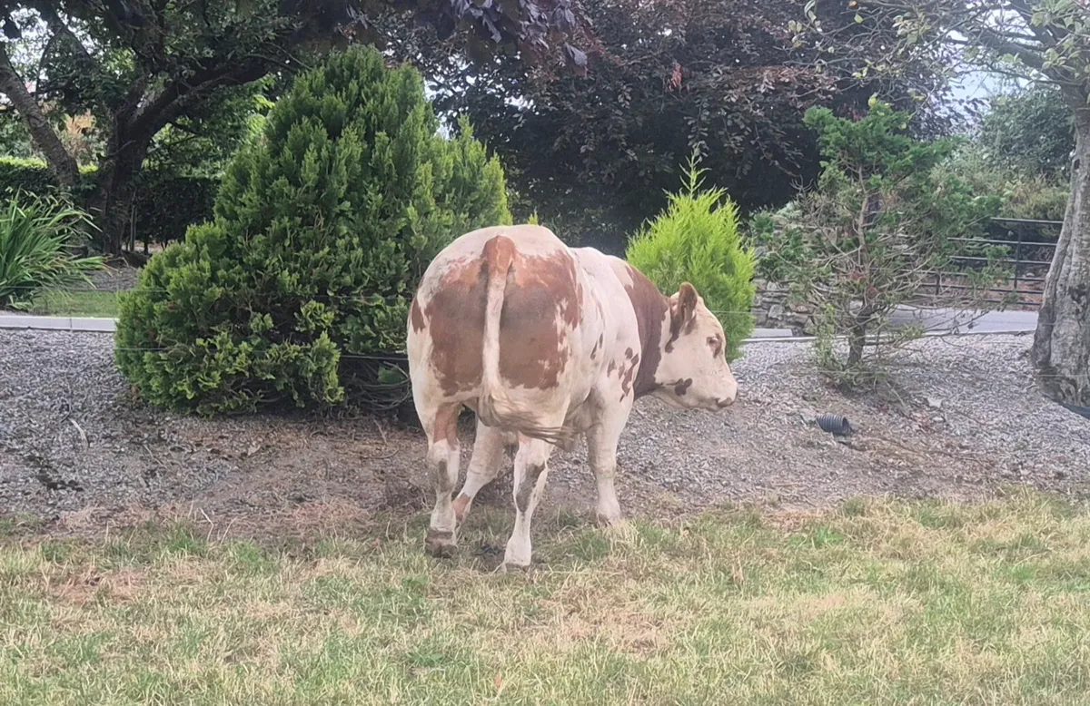 Belgian Blue bull - Image 4