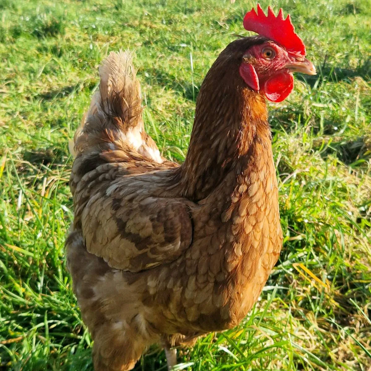 Hens - Image 1