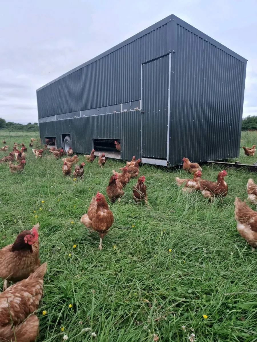 Hens - Image 2