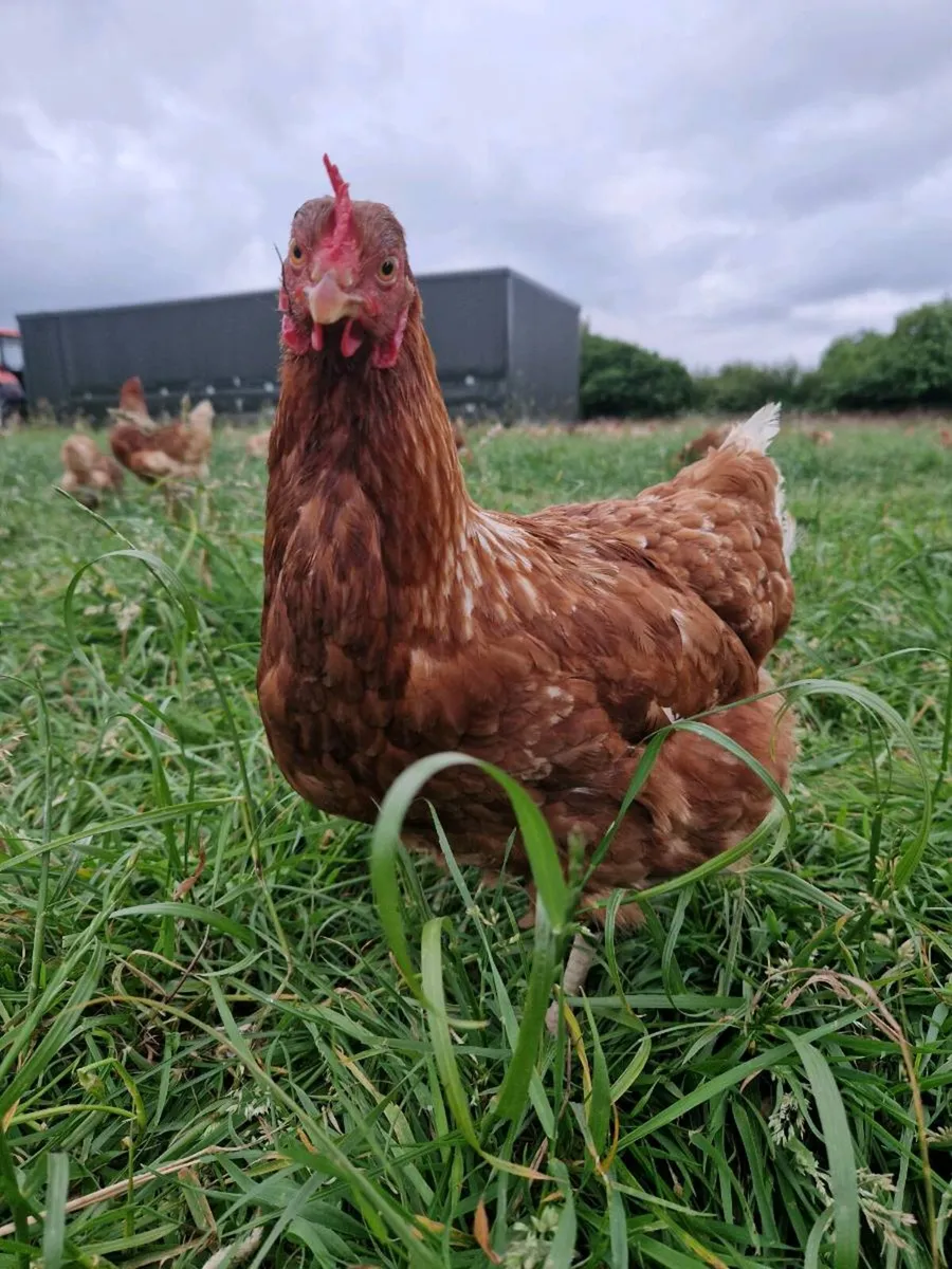 Hens - Image 3