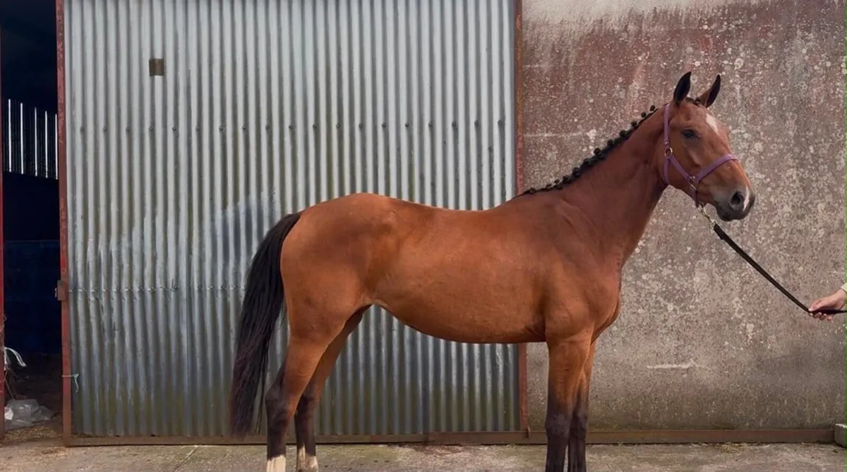 ⭐️3 Year Old Filly Vancouver X Candy Boy ⭐️ - Image 1