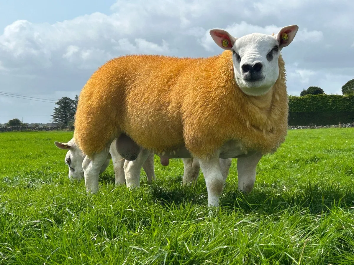 Pedigree Texel Ram Lambs SIS - Image 1