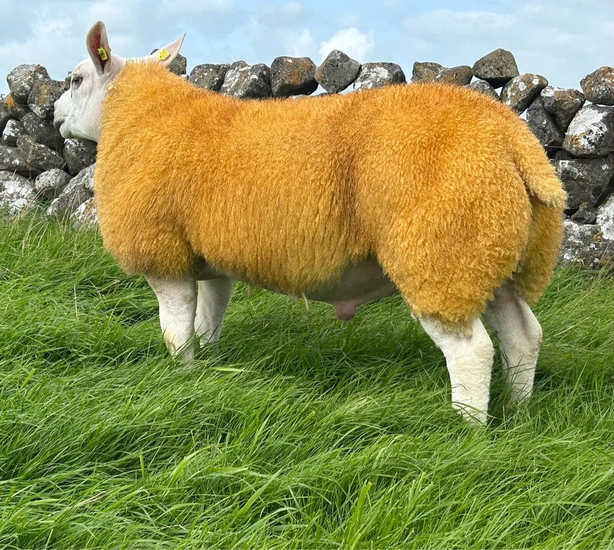 Pedigree Texel Ram Lambs SIS - Image 3