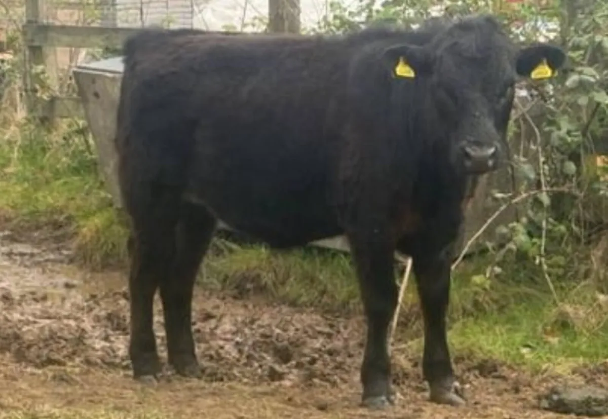 Dexter Bullocks