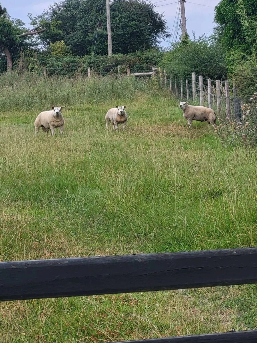 Rams - Image 4