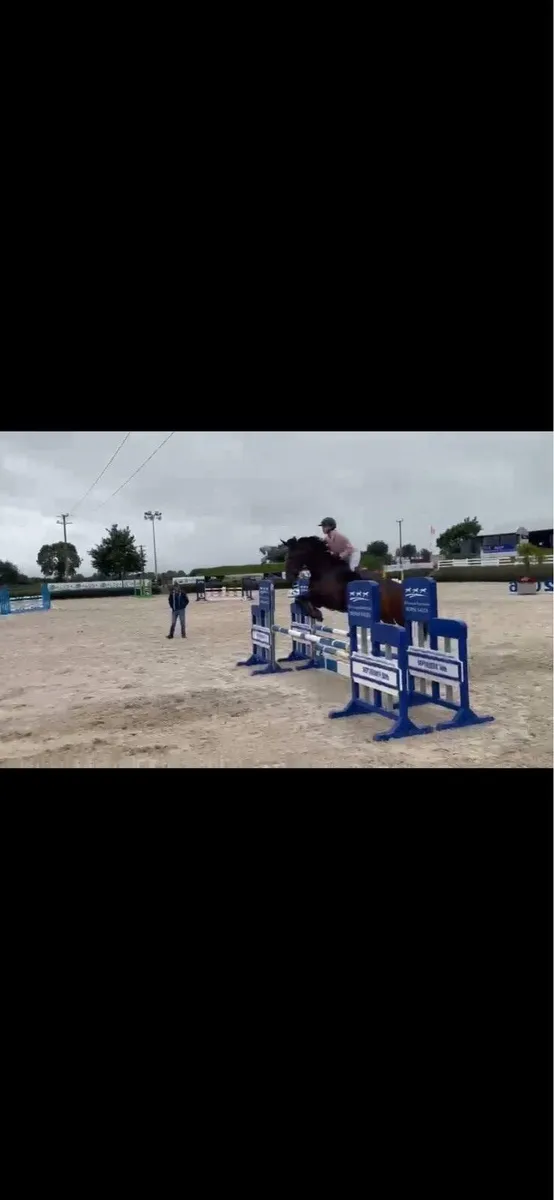 Ardskeagh Stacey Cliona - Image 1