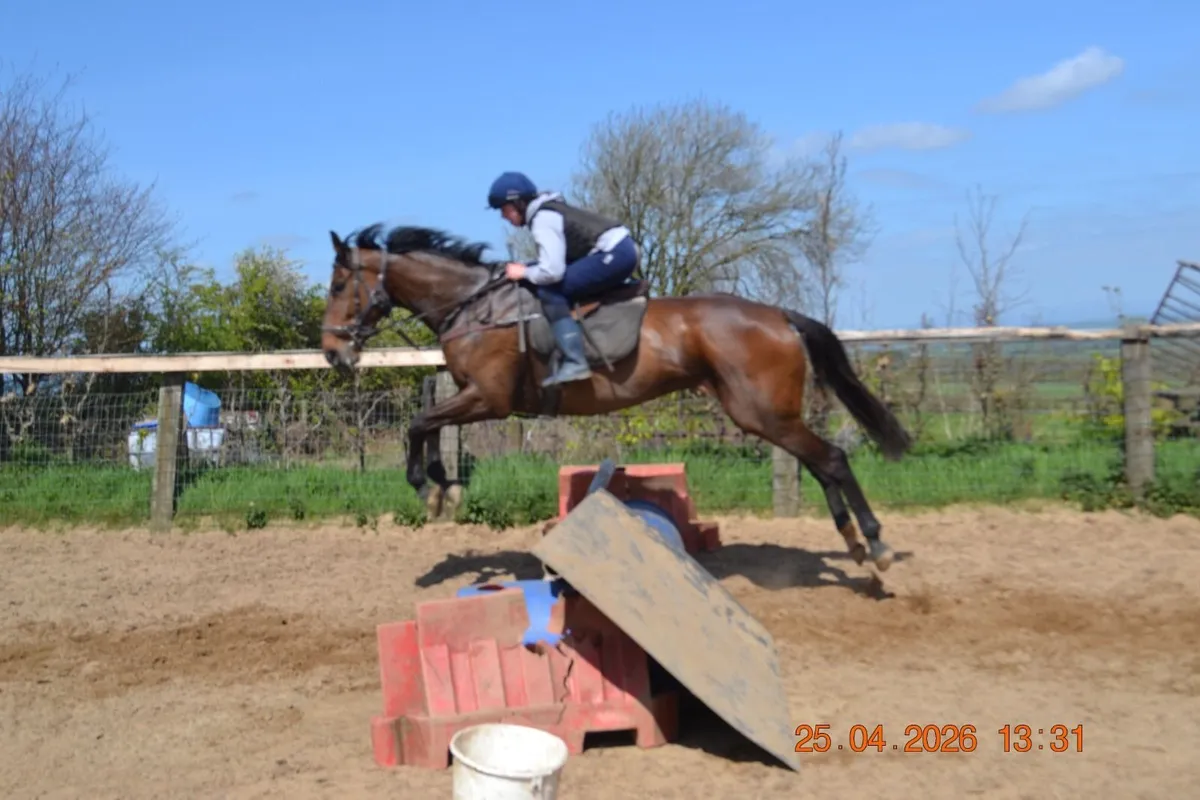 TB gelding - Image 1