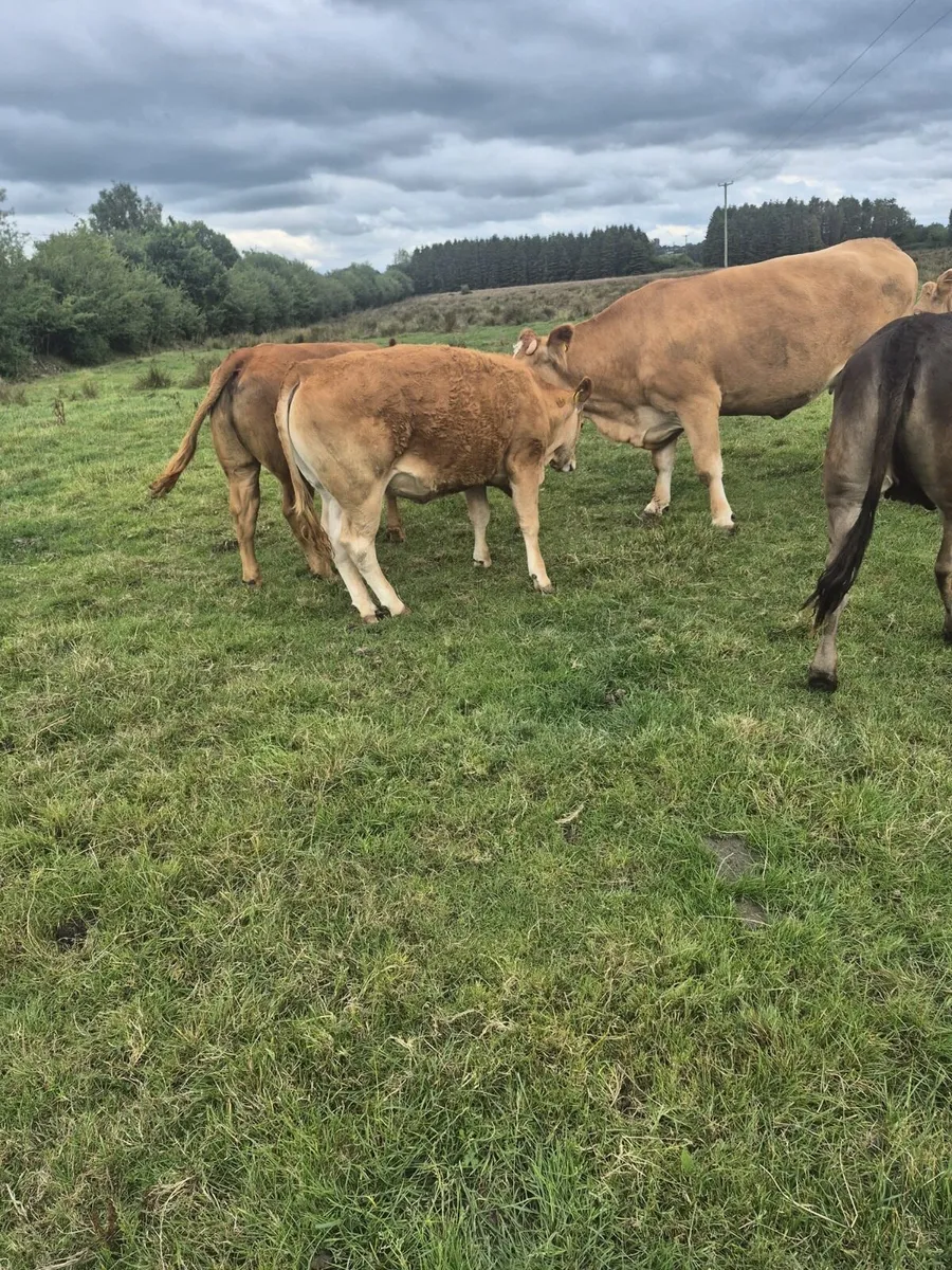 8 Heifers - Image 2