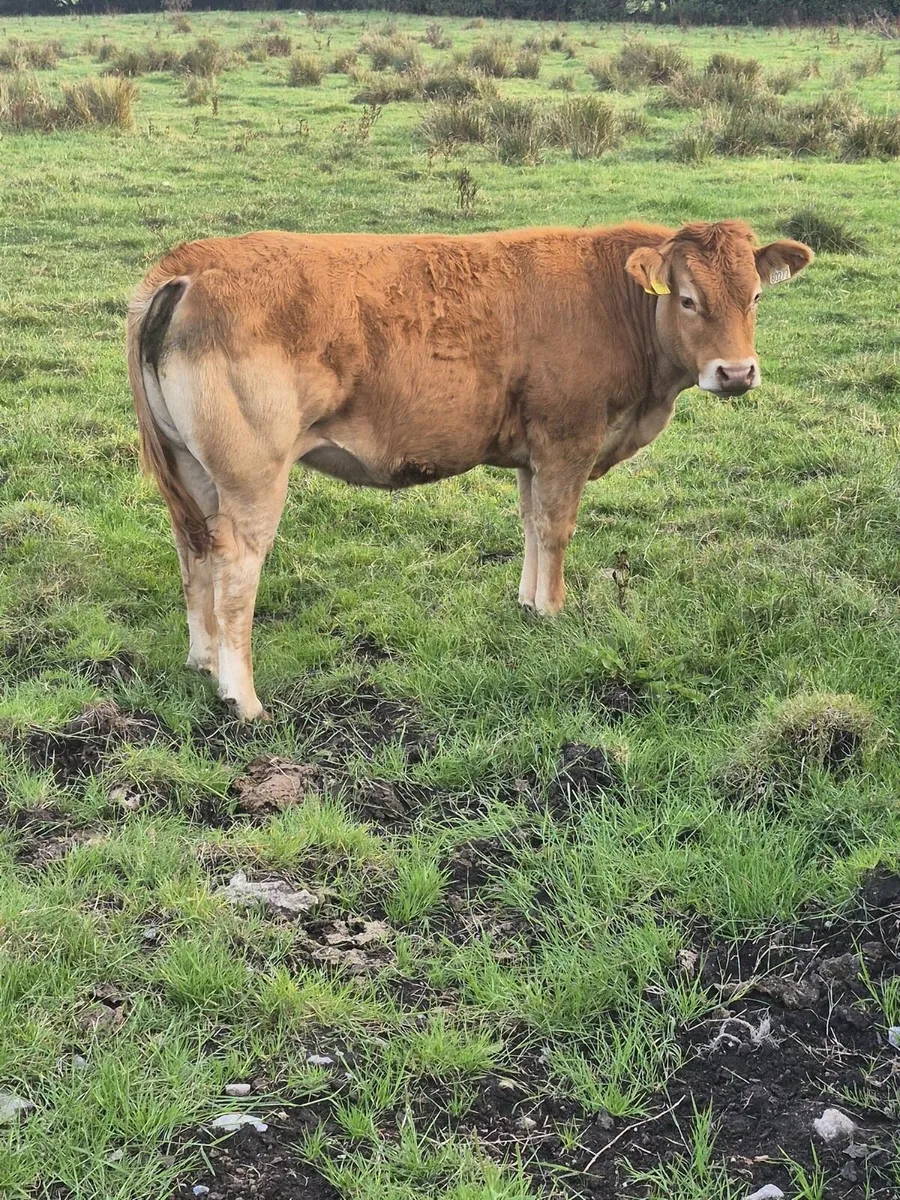 8 Heifers - Image 3