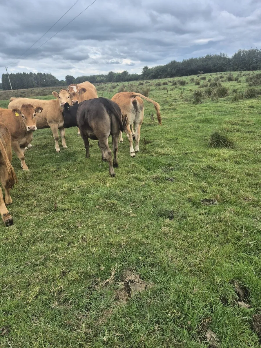 8 Heifers - Image 4