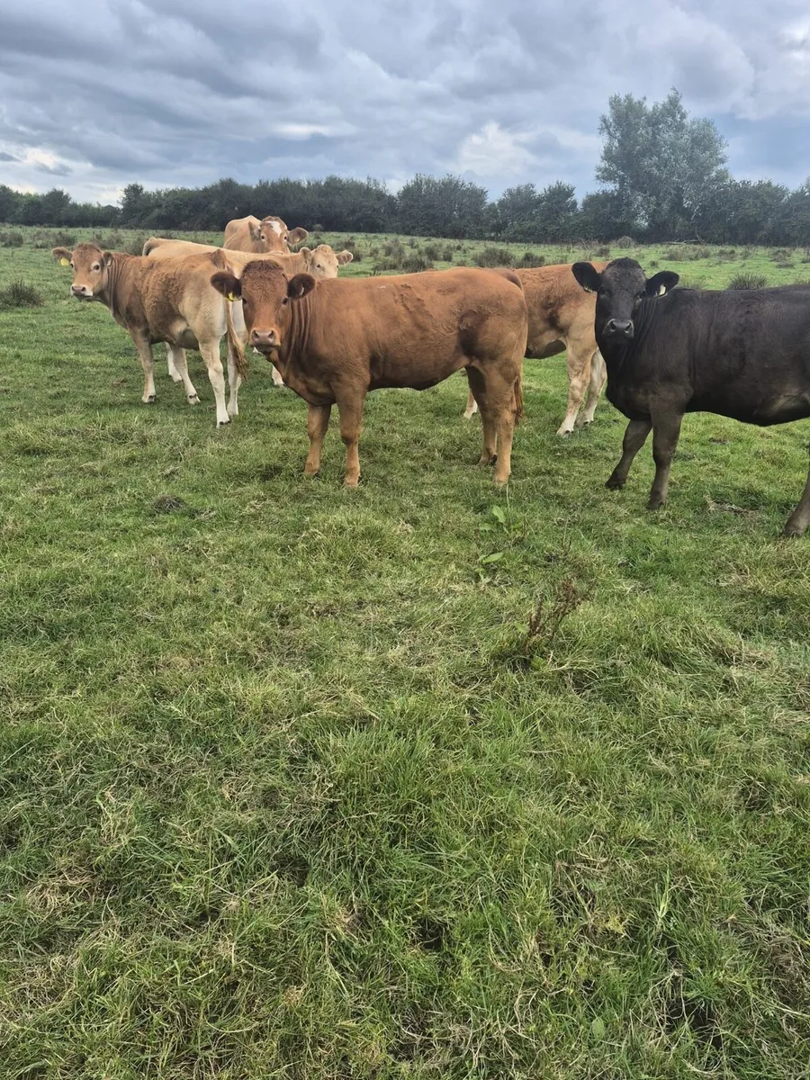 8 Heifers - Image 1