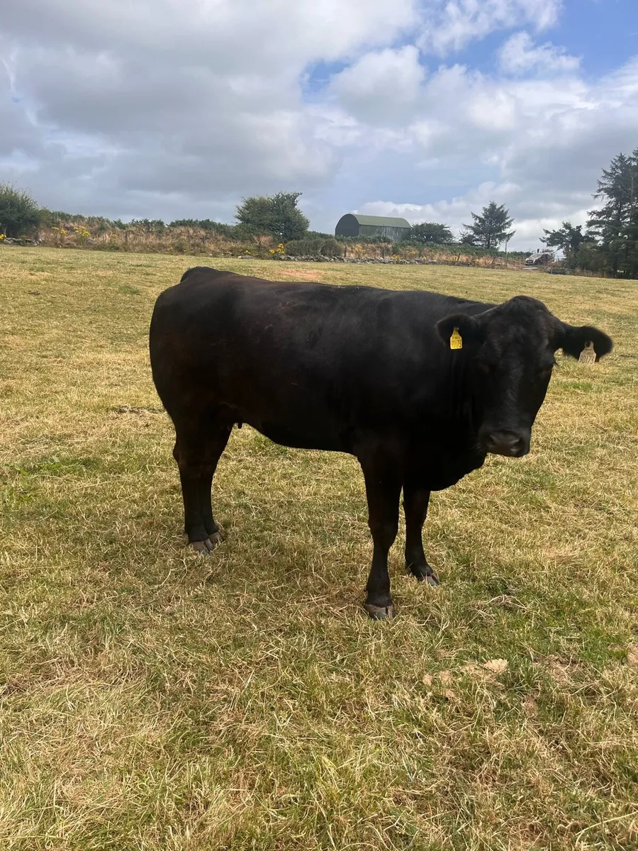 Incalf heifers - Image 1