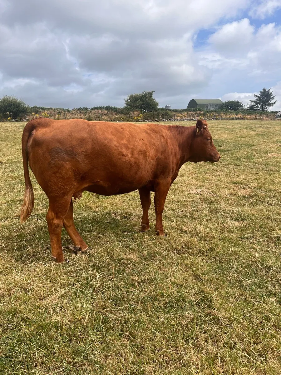 Incalf heifers - Image 2