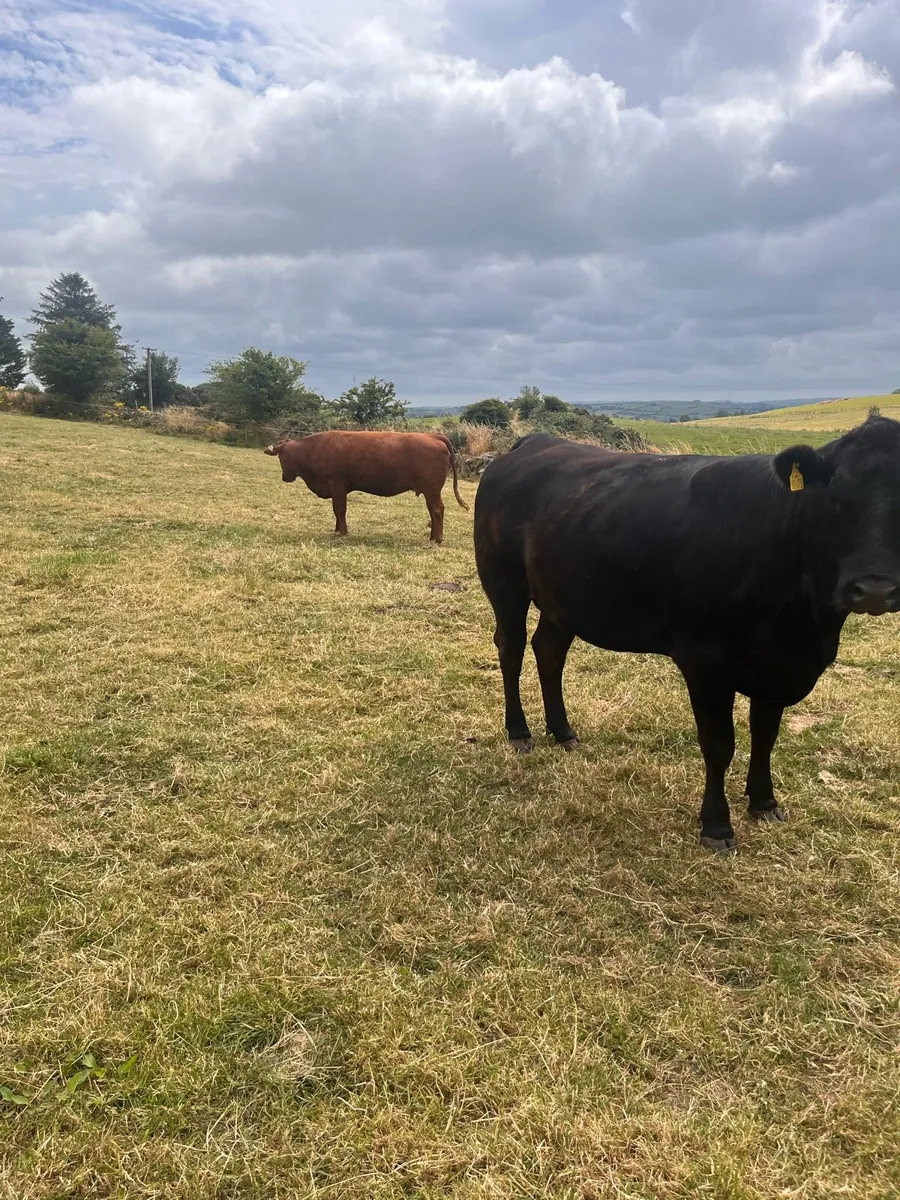 Incalf heifers - Image 3