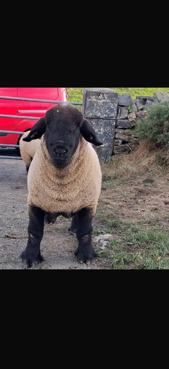 Suffolk pedigree rams for sale - Image 2