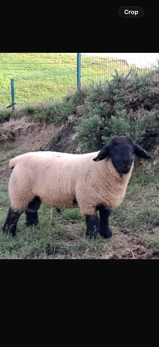 Suffolk pedigree rams for sale - Image 1
