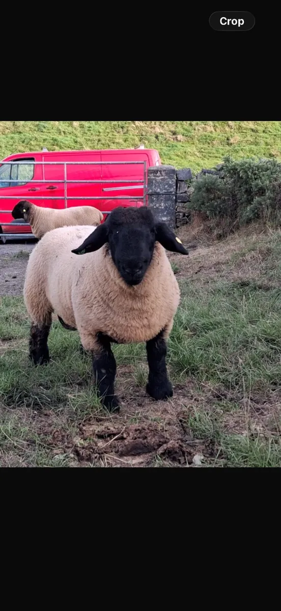 Suffolk pedigree rams for sale - Image 3