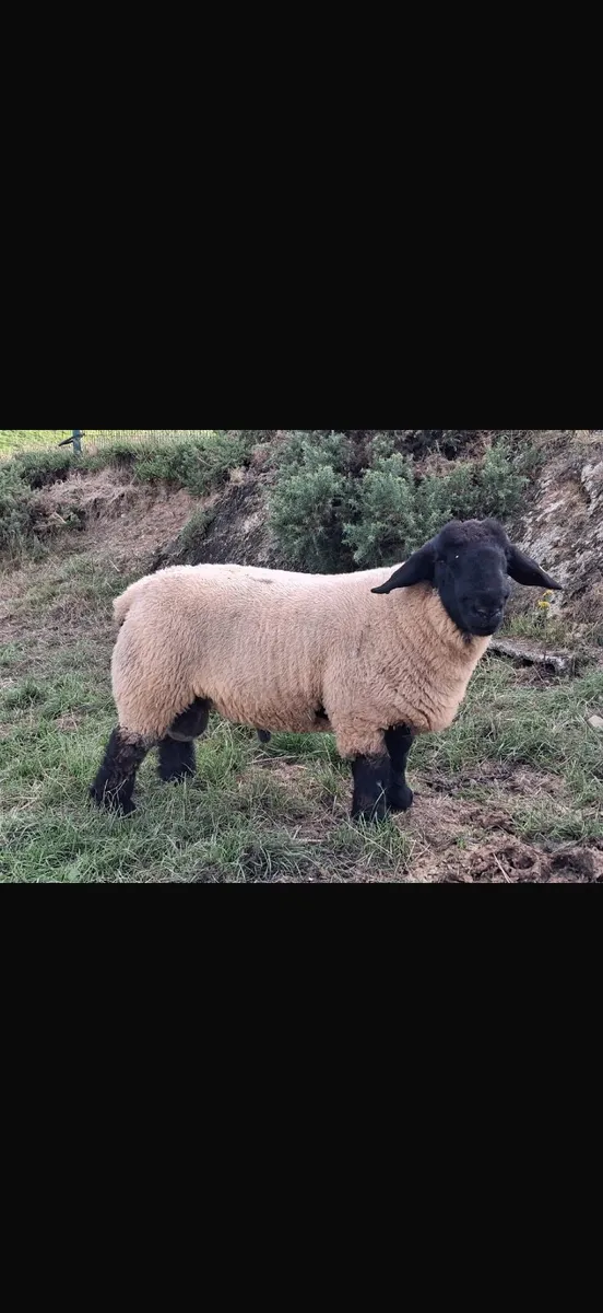 Suffolk pedigree rams for sale - Image 4