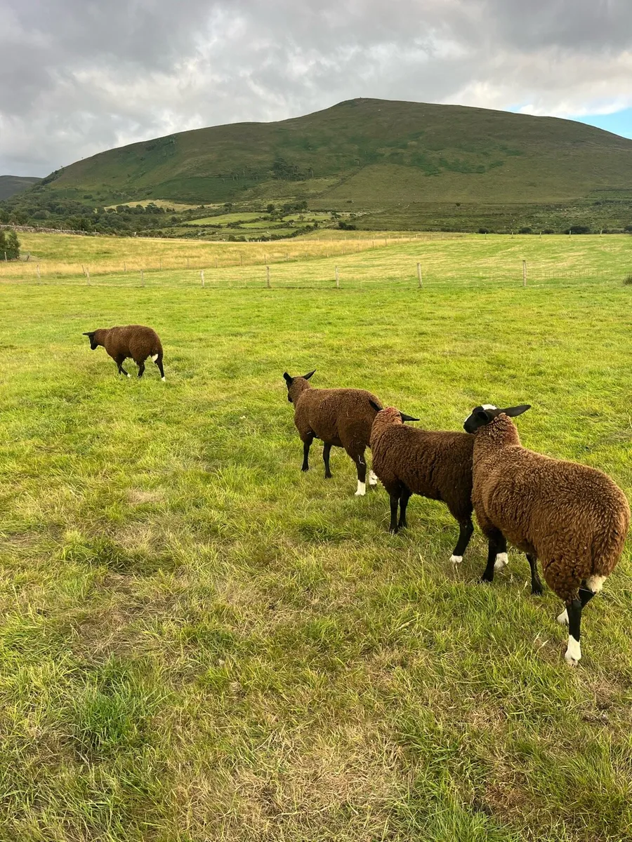 Ewe lambs - Image 1