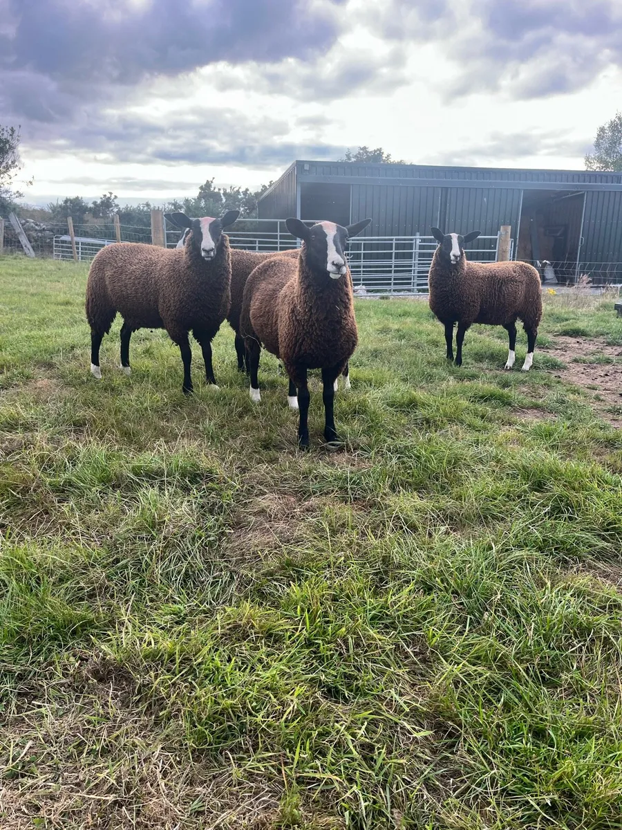Ewe lambs - Image 2
