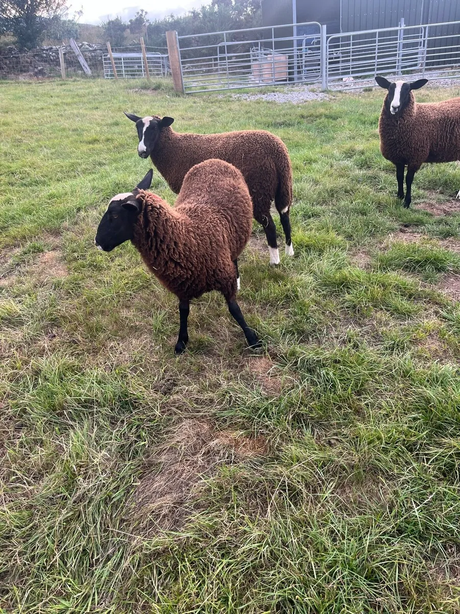 Ewe lambs - Image 4