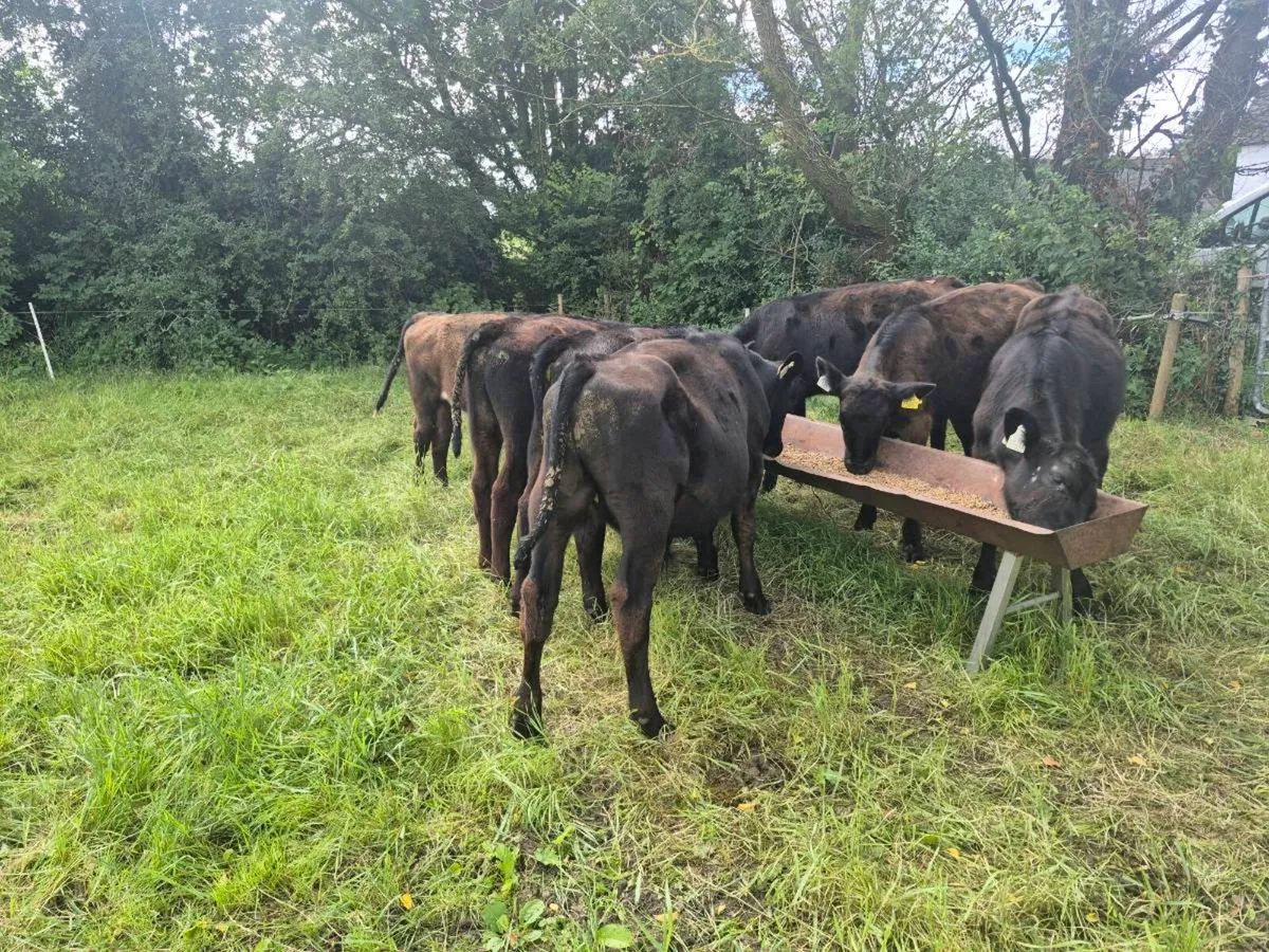 Cattle - Image 1
