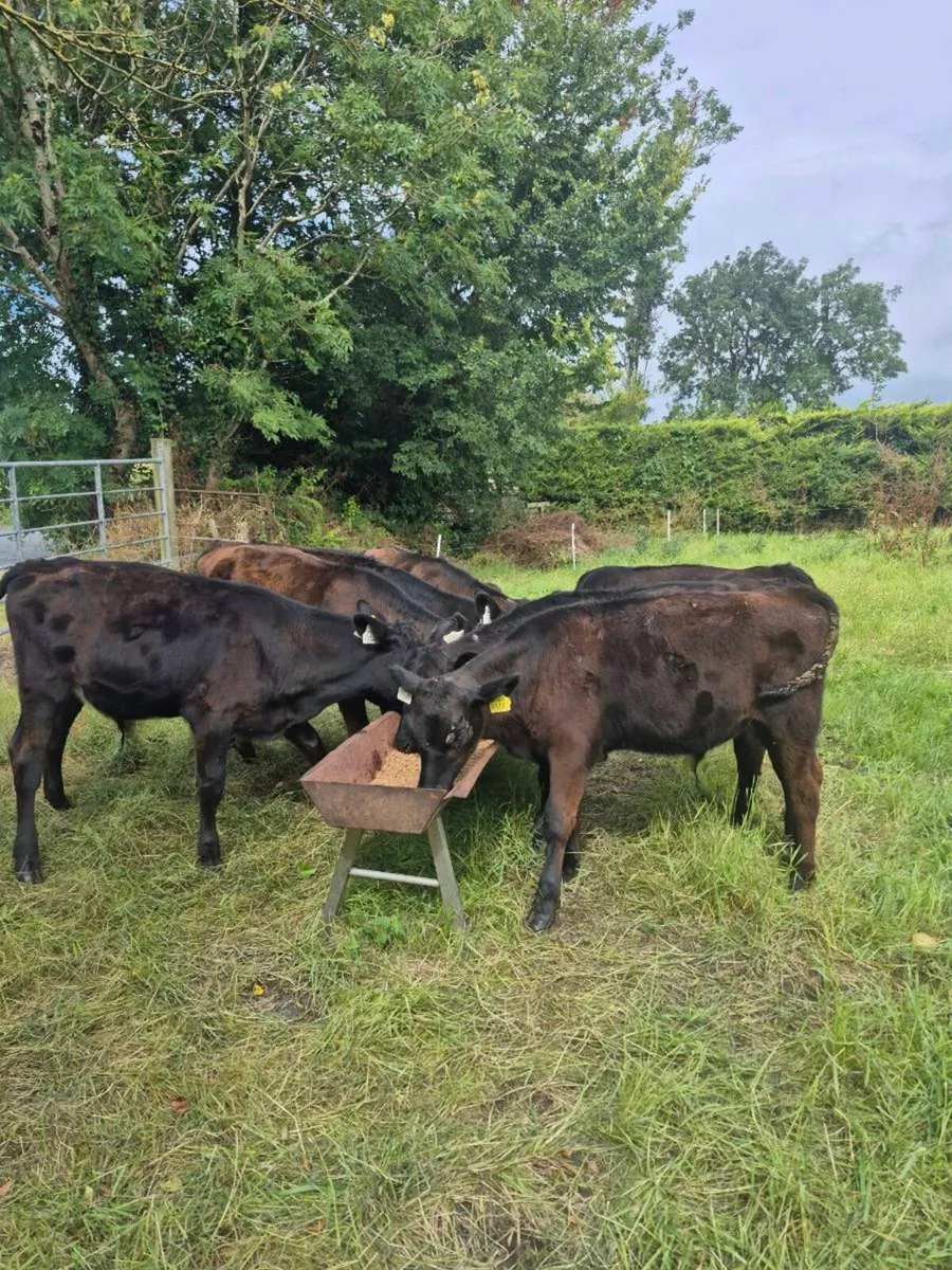 Cattle - Image 2