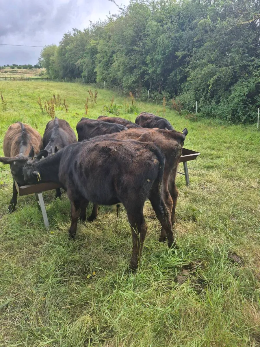 Cattle - Image 3