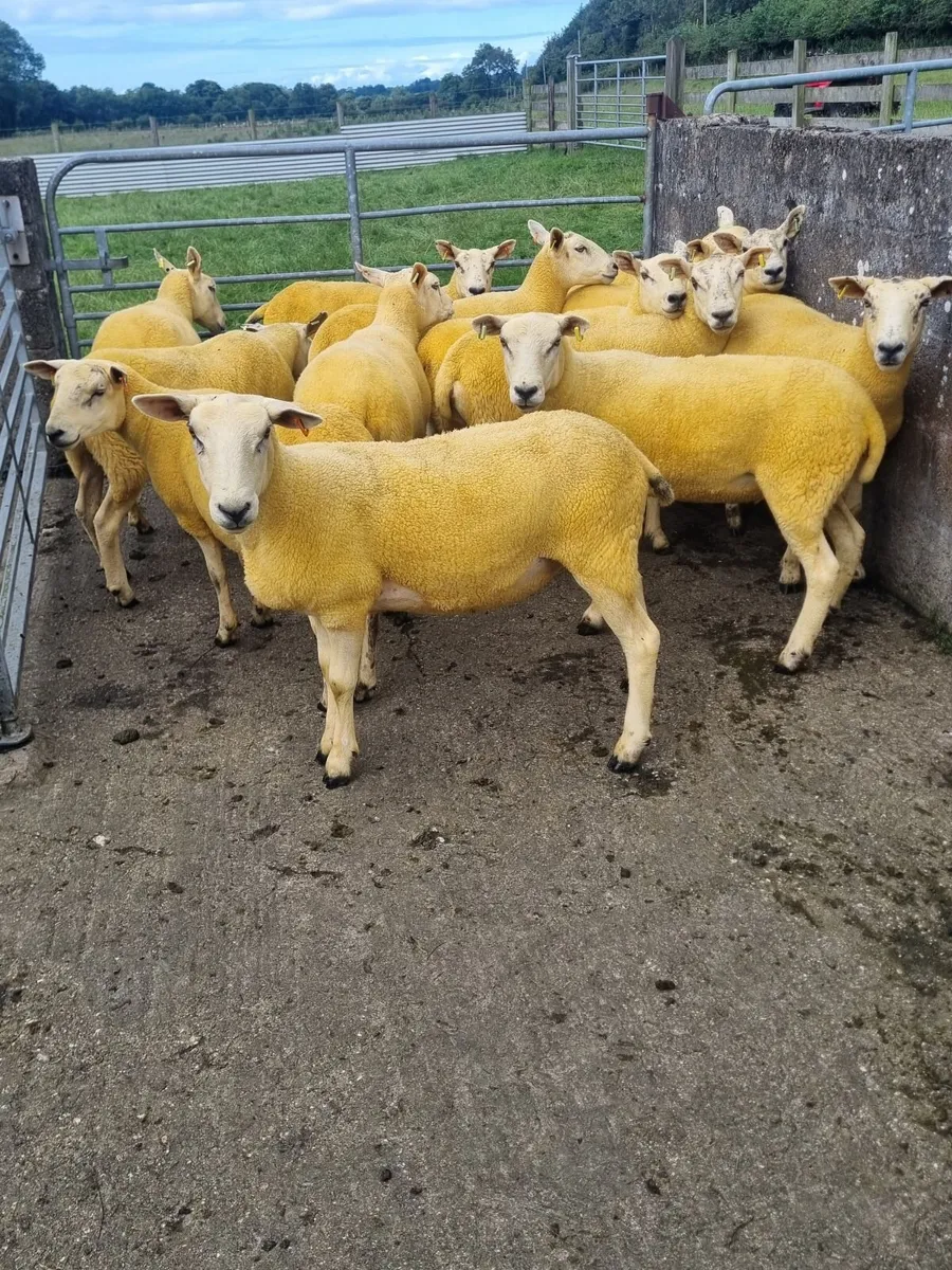Texal Mule and Mule Hoggets - Image 2