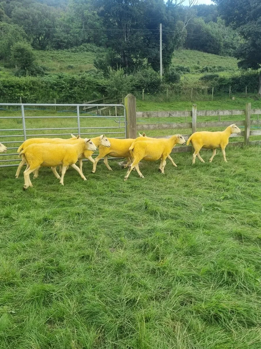 Texal Mule and Mule Hoggets - Image 4