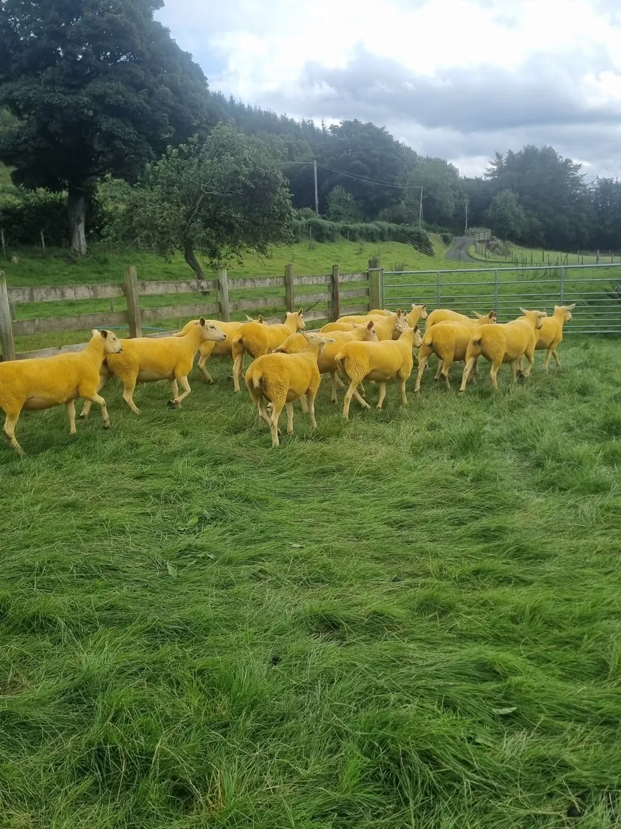 Texal Mule and Mule Hoggets - Image 3