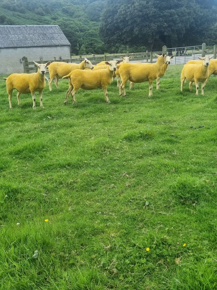 Texal Mule and Mule Hoggets - Image 1