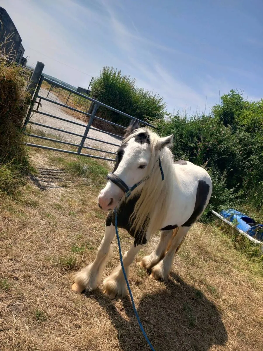 Pony 5year old 12.2 - Image 3