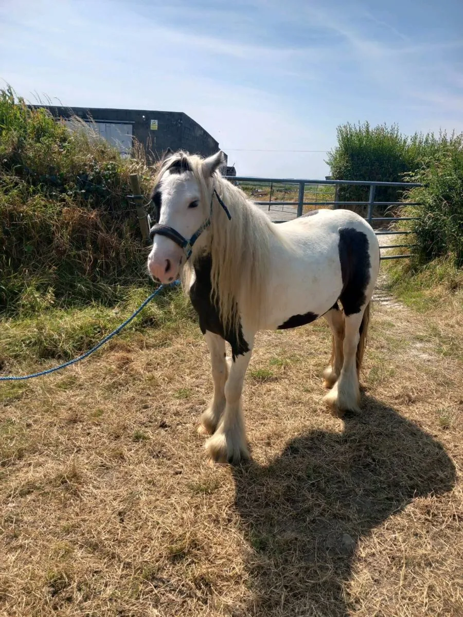 Pony 5year old 12.2 - Image 4