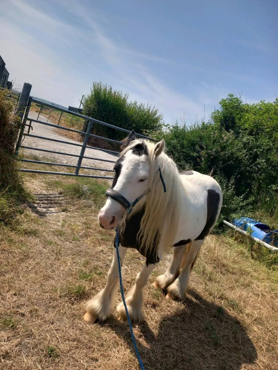 Pony 5year old 12.2 - Image 1