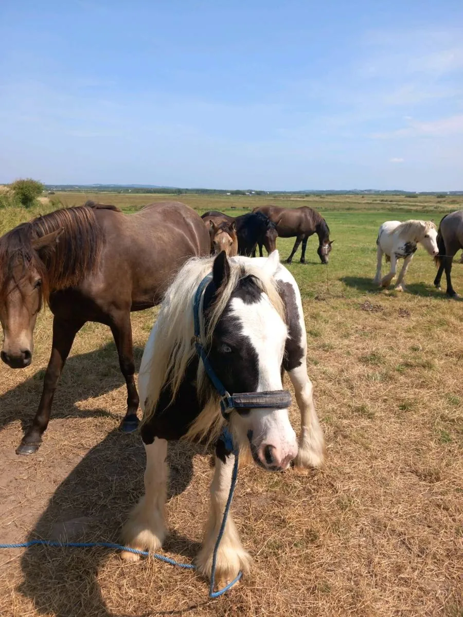 Pony 5year old 12.2 - Image 2