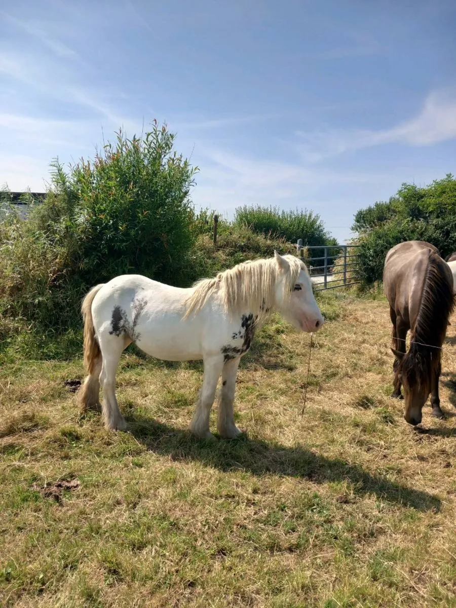 Mare pony 4year old - Image 2