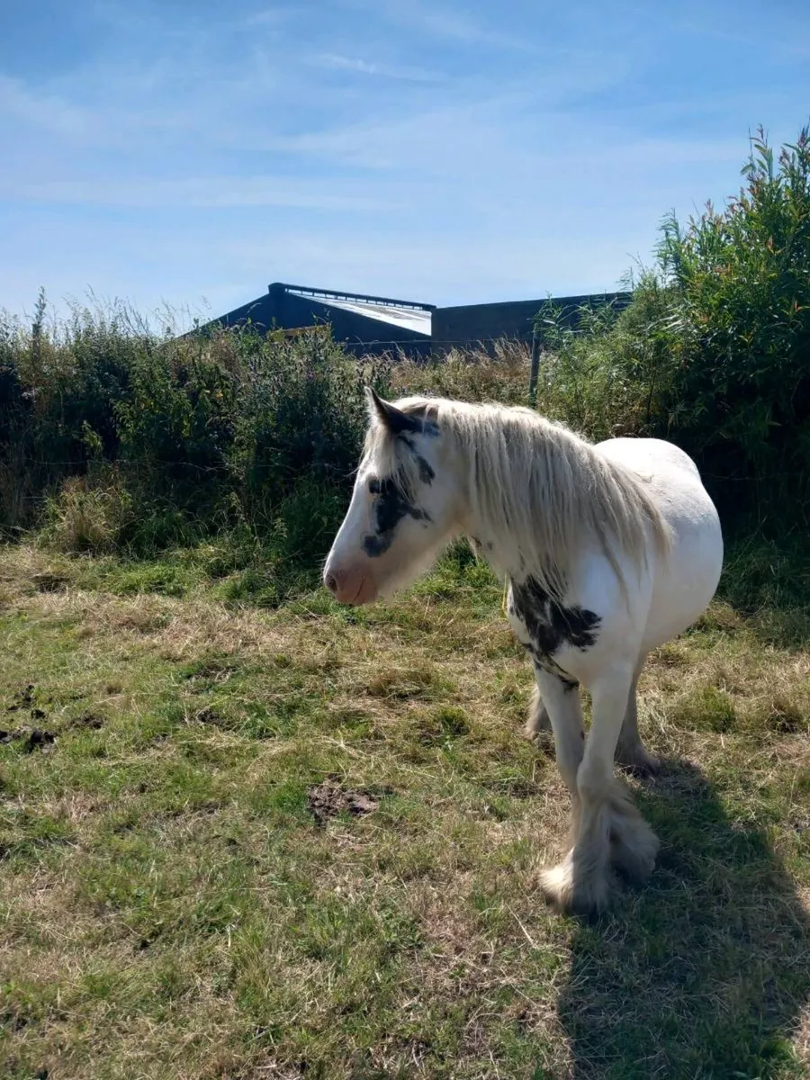 Mare pony 4year old - Image 1