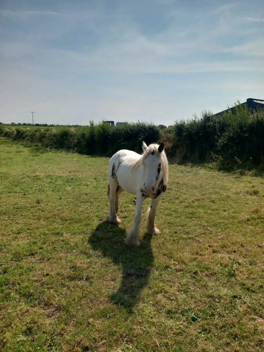 Mare pony 4year old - Image 3
