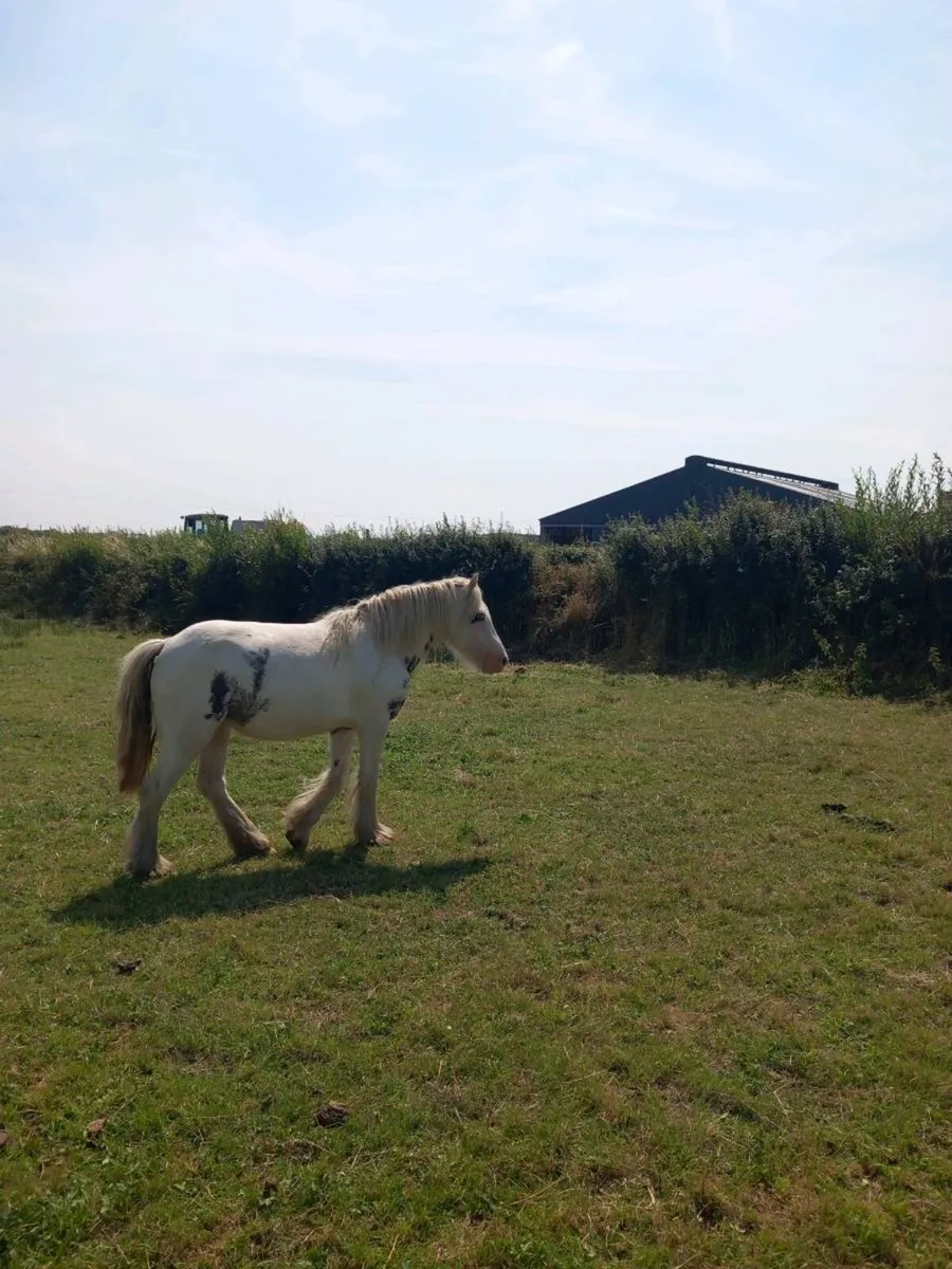 Mare pony 4year old - Image 4