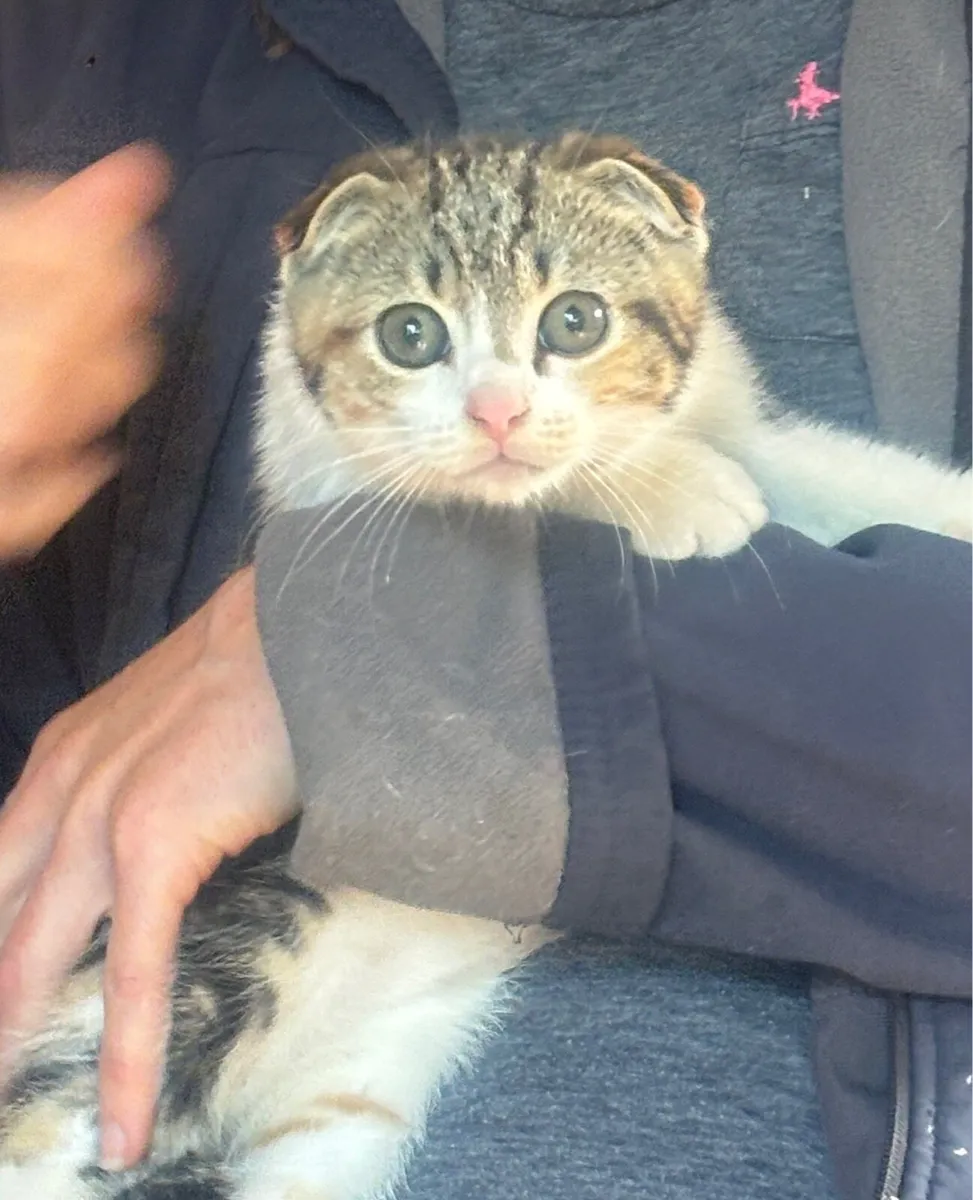 Scottish fold - Image 2