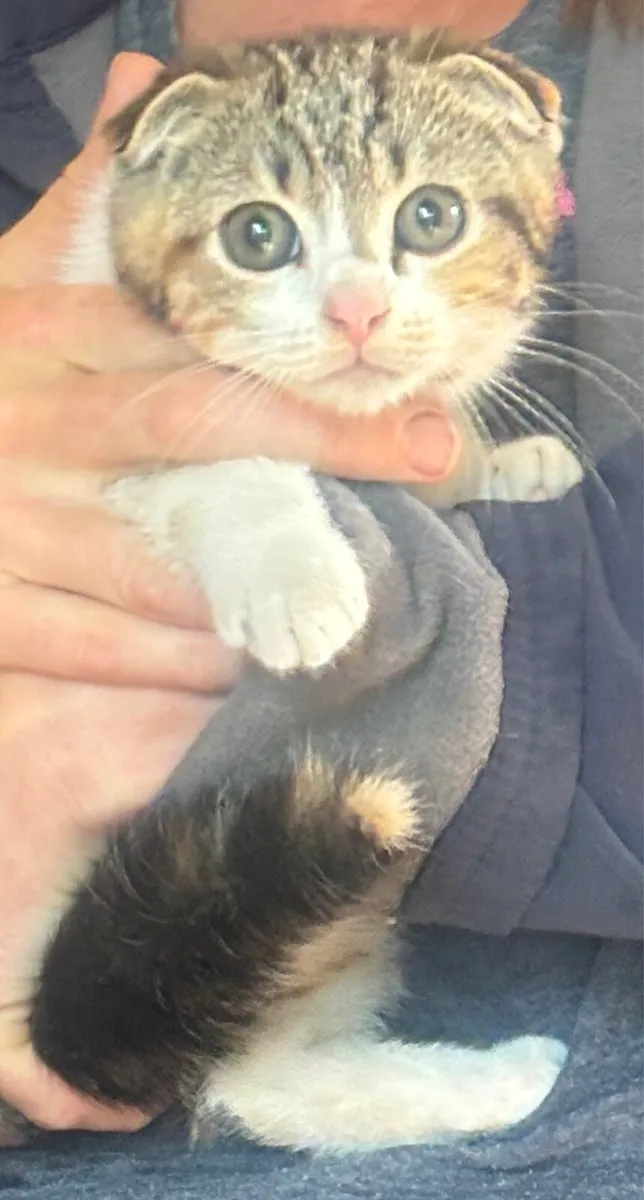 Scottish fold - Image 3