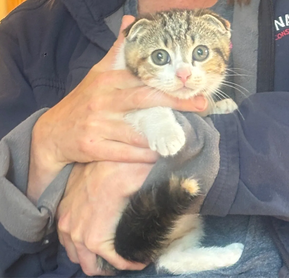 Scottish fold - Image 4