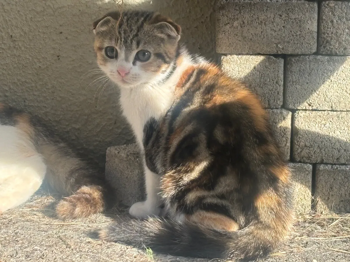 Scottish fold - Image 1