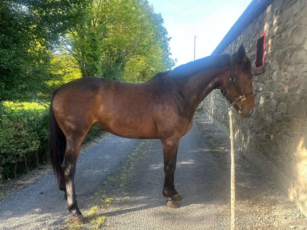 Competition/allrounder horse - Image 1