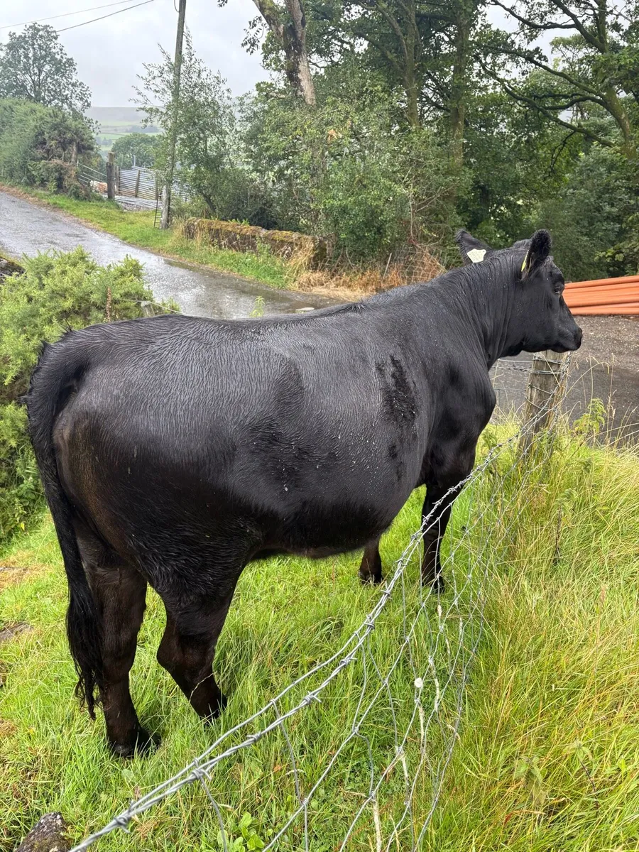 Calves - Image 2