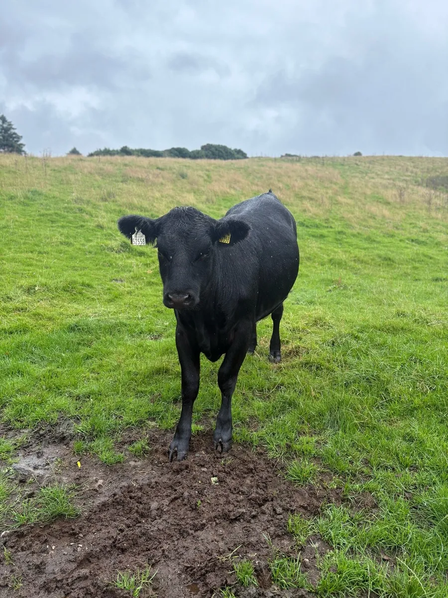 Calves - Image 3