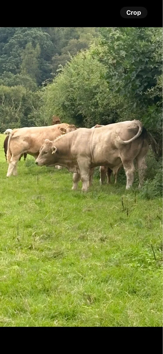 Calves - Image 4